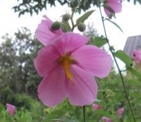 Seashore Mallow